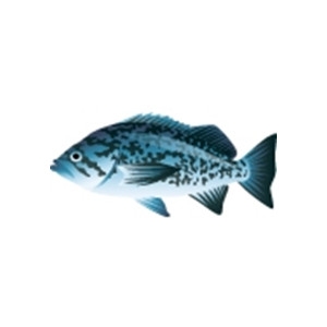 Blue Rockfish